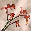 http://www.800florals.com/care/img/KangarooPaw.jpg