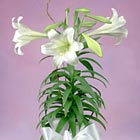 Deluxe Easter Lily (Easter Week)