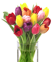 FTD Bright Lights Tulips #4316D