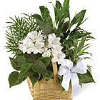 Send your sympathy, thoughts, and support with this long-lasting basket of assorted indoor green plants accented with a cluster of fresh white blossoms and trimmed with a bow. Appropriate for sympathy gifts and other expressions, too. USA and Canada florist delivery.