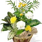 Fresh cut flower accents make a cheery addition to this popular basket planter of hearty living green plants. A year-round favorite.