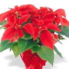 A worldwide holiday tradition! Poinsettias are a thoughtful way to say 'Happy Holidays' and add a long-lasting splash of color to any decor. Choose from traditional red or other popular colors. Available after Thanksgiving till Christmas.