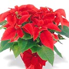 Popular Poinsettia Plant