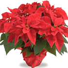 Christmas Poinsettia Plant