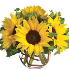 Brighten any room or occasion with these sunny sunflowers and fresh greens nestled in a clear glass bowl or vase. Approximately 8 to 10 inches in height. Available in most areas May through early November. USA and Canada florist delivery.