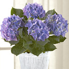 FTDŽ Vintage Beauty Hydrangea Plant