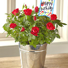 FTDŽ Bright Happy Birthday Mini Rose