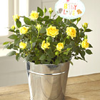 FTD® Precious Baby Mini Rose Plant