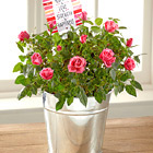 FTDŽ You Are My Love Mini Rose Plant