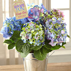 FTDŽ Have Fun, Laugh Lots Hydrangea Plant