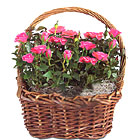 Rose Garden Basket