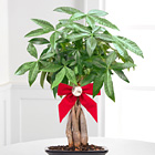 Peace & Prosperity Braided Money Tree