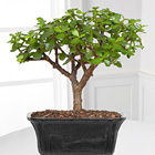 Dwarf Jade Bonsai Tree