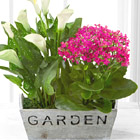 FTDŽ Sunlit Simplicity Dish Garden