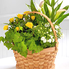 FTDŽ Cheerful Wishes Blooming Basket