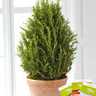 FTDŽ Rosemary Riches Tree