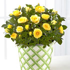 FTDŽ Sunshine Spirit 6-Inch Rose Plant