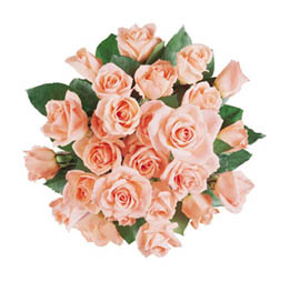  Pink Rose Bouquet
