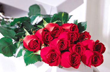 Valentine Rose Gift