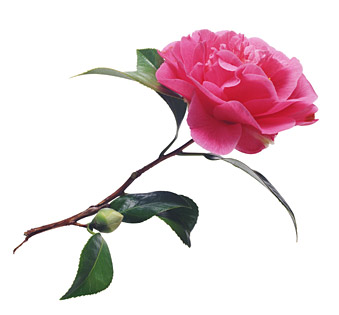Camellia Blossom Virtual eCard