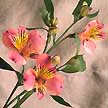 Also known as Peruvian Lily. Named after botanist Klas Von Alstroemer.