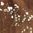 Tiny, delicate blossoms. Also known as Gyp. (Gypsophila)