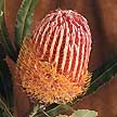 One of many different Protea varieties.