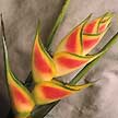 One of the many varieties of tropical Heliconia.