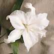 Through the ages, the lily has stood for purity and sweetness.