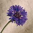 Cornflower