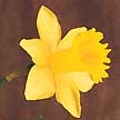 Often referred to as Jonquil.