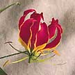 Gloriosa Lily