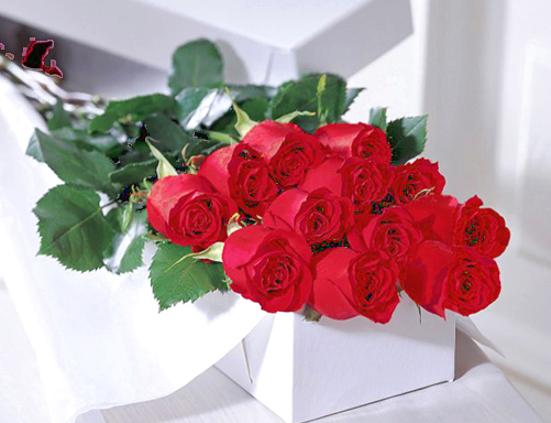 FTD One Dozen Red Roses