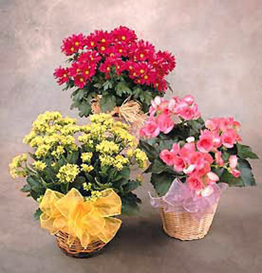 Seasonal Indoor Blooming Plant