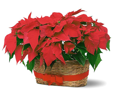 Poinsettia! Poinsettia!