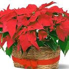 Poinsettia! Poinsettia!