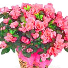 Long-Lasting Azalea Plant