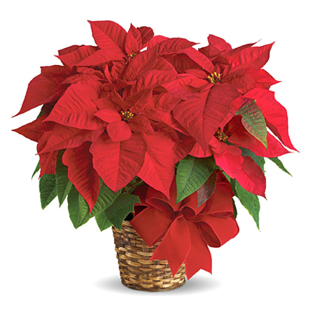 Poinsettia in Basket