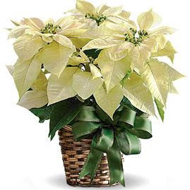 White Poinsettia in Basket