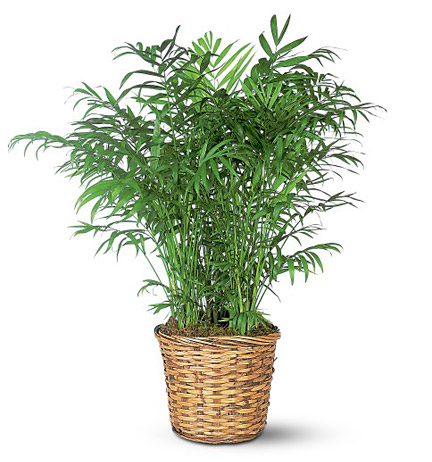 Large Floor Plant in Basket