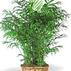 Large Floor Plant in Basket