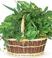 Large Dish Garden Basket