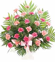 Pink Carnations Tribute