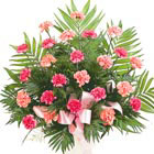 Pink Carnations Tribute