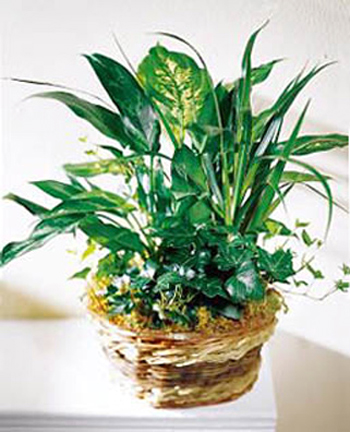 FTD&reg; Green Plants Basket