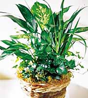 FTD® Green Plants Basket