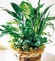 FTD Green Plants Basket