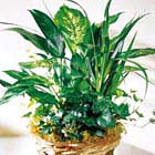 FTD Green Plants Basket