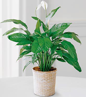 FTD� Spathiphyllum Plant