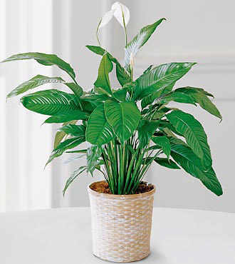 FTD Spathiphyllum Plant